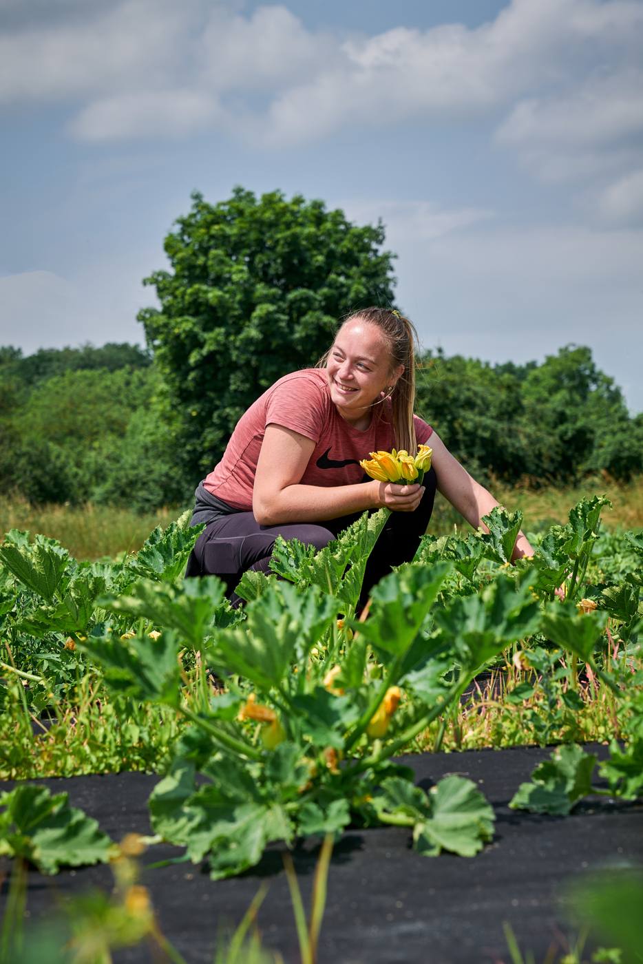 Harvesting courgette flowers in the field for La Degustation